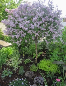 Lilas nain de Corée sur tige (150 cm)