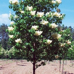 Lilas japonais 'Ivory Silk' (250 cm)