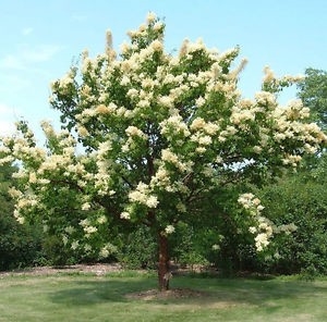 Lilas japonais 'Boulevard