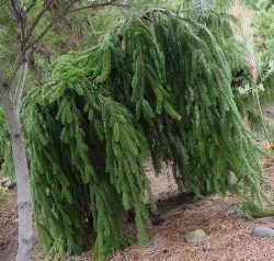 ÉPINETTE 'Nid d'Oiseau' – Les arbres de la Vallée