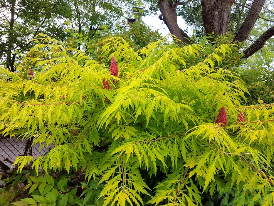 Vinaigrier Rhus Tiger (Typhina)