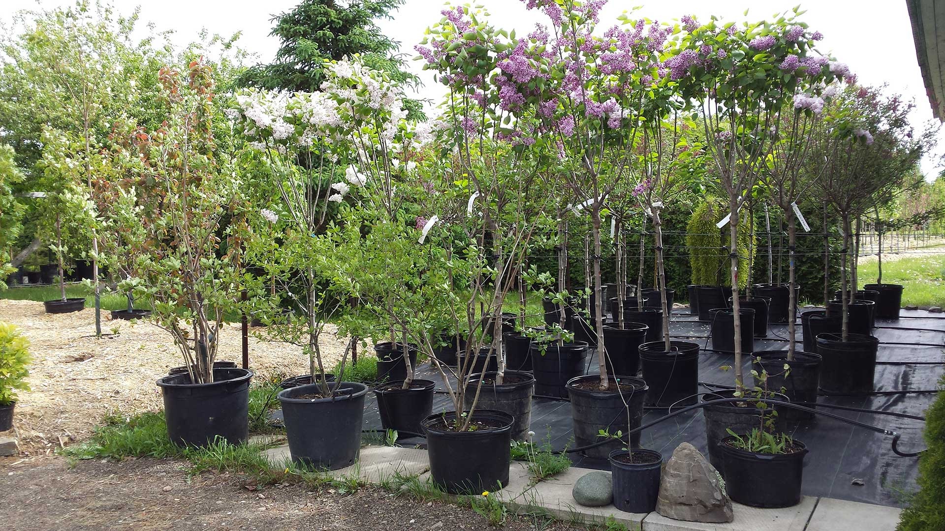 Boutique  Pépinière aux Arbres Fruitiers